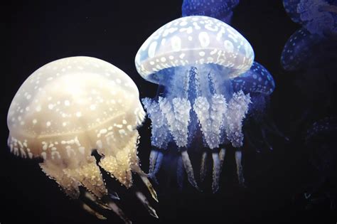 Ten Amazing Bioluminescent Organisms Bioluminescent Animals Deep Sea