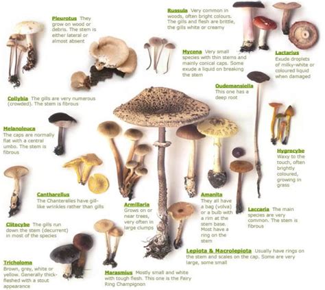 List Of Poisonous Mushrooms With Pictures Hubpages