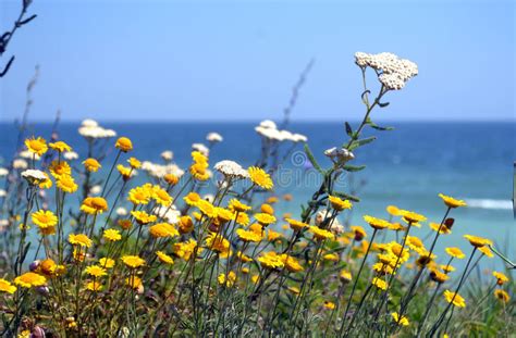 Yellow Flowers Seaside Stock Photo Image Of Azure 29239868