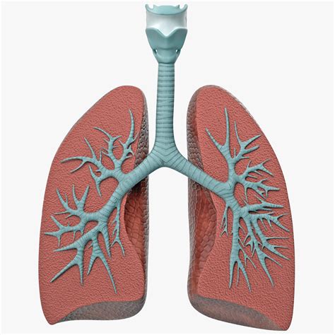 Lung Anatomy Dissection Model 3d Model 49 3ds C4d Fbx Ma Obj