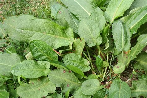Controlling Curly Dock Spread Learn About Getting Rid Of Curly Dock Weeds
