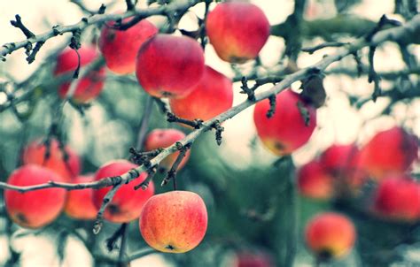 Wallpaper Autumn Branches Apples Harvest Fruit Images