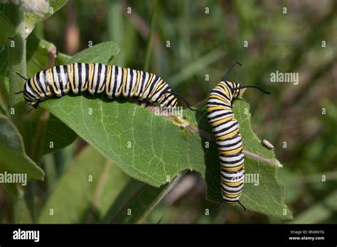 Monarch Butterfly Caterpillars Danaus Plexippus Feeding On Common Stock