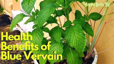 Health Benefits Of Blue Vervain Vervine Tea Benefits Helps Fight