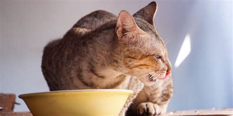 8 Reasons Why Cats Never Finish Their Food And What To Do