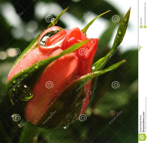 Rose Bud With Water Drops Stock Image Image Of Nature 29918313