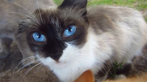 Cute Cat With Blue Eyes On The Street 100 Jokes