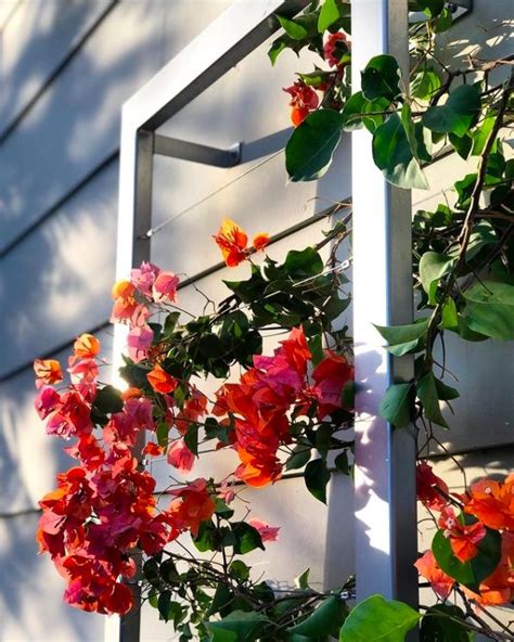 Trellis bougainvillea plant get premium, high resolution news photos at getty images. Ina Wall Trellis + bougainvillea in 2021 | Wall trellis ...
