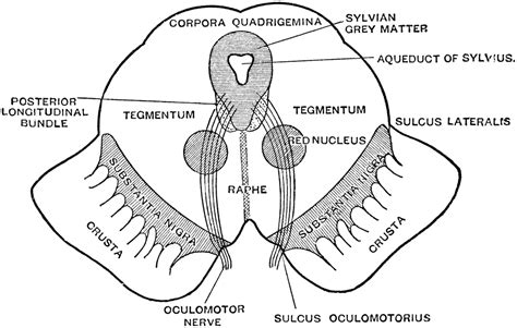 Methods five cadaveric heads were dissected using 10 surgical approaches per head. Section of Mesencephalon | ClipArt ETC
