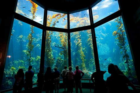 Monterey Bay Aquarium To Reopen In July — With New Rules