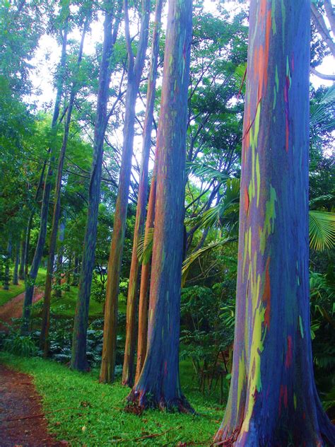 Eucalyptus Deglupta Is A Tall Tree Commonly Known As The Rainbow