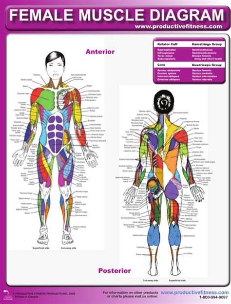 Attached to the bones of the skeletal system are about 700 named muscles that make up roughly half of a person's body weight. Download Normal Lab Values Chart for Free - FormTemplate