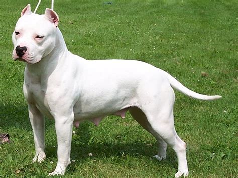 American Staffordshire Terrier White American Pitbull Terrier