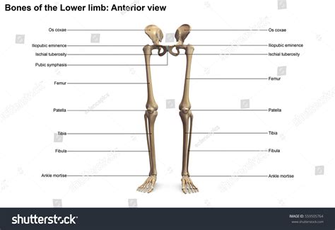 Bones Lower Limb Anterior View 3d 库存插图 559505764 Shutterstock