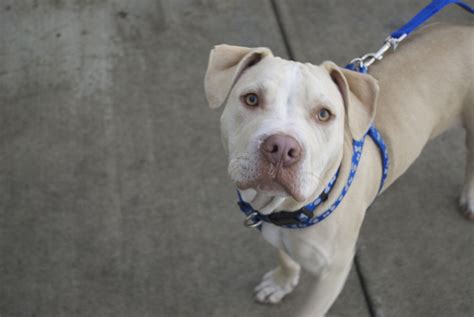 Pit bull labrador mixed dogs along with pictures. Tito ★ Rocket Dog Rescue