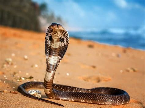 Boomslang Vs King Cobra What Are The Differences Az Animals