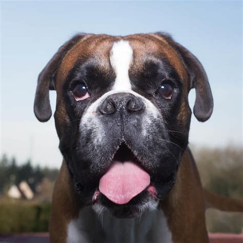 350 Boxer Dog Names Popular Male And Female Names Artofit