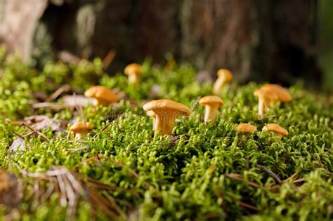 Chanterelle Mushrooms On Green Forest Moss Bright Mushrooms In The