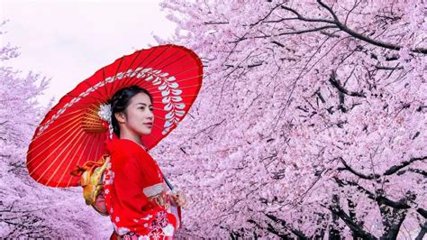 Cherry Blossom Season Japan Travel Begins At