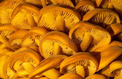 Detail Shot Of Orange Edible Mushrooms Flammulina Velutipes On Wood
