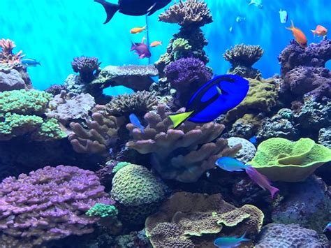 Perched on a bluff overlooking the pacific ocean, the aquarium features more than 60 habitats of fish and invertebrates from the cold waters of the pacific northwest to the. Birch Aquarium at Scripps (La Jolla) - All You Need to ...