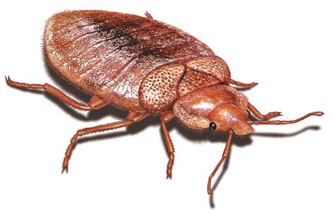 What Do Bedbug Bites Look Like What Do Bed Bugs Look Like