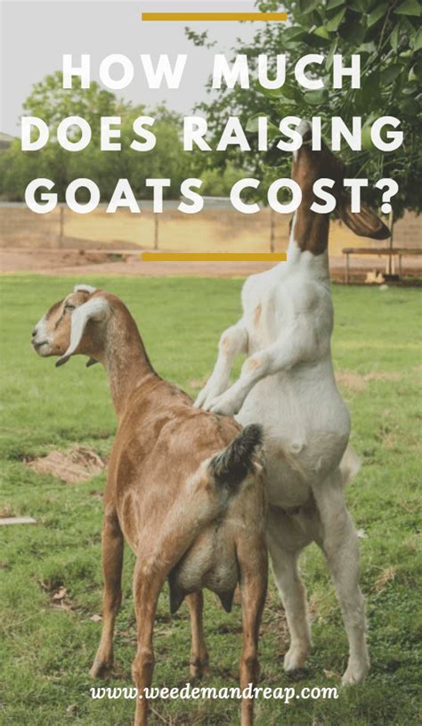 How Much Does A Goat Cost Weed Em And Reap