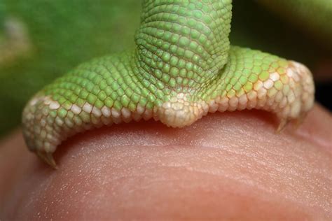 Male Chameleon Foot Flickr Photo Sharing
