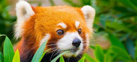 32 Interesting Red Panda Facts Fact