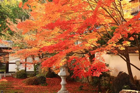 京都の中京区で紅葉は綺麗に見れる？？観光スポットはどんなところがあるの？？ Caedekyoto カエデ京都 紅葉と伝統美を引き継ぐバッグ