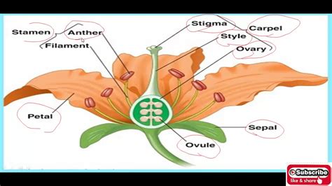 Class 10 Biology Sexual Reproduction In Flowering Plantscbsehbse