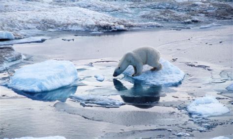 La Importancia Y Fragilidad Del Oso Polar Blog Posts Wwf