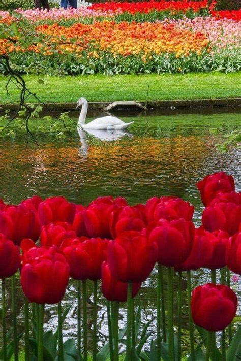 Пин от пользователя Becky Cagwin на доске Flowers Tulips Красивые