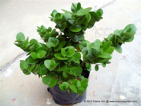 Maybe you would like to learn more about one of these? My Tropical Plants Finder: Carissa macrocarpa - Natal Plum ...