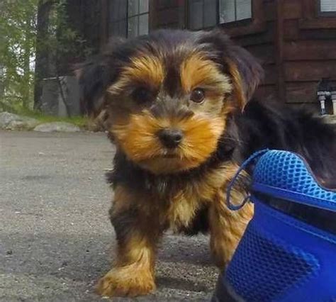 Yorkshire Terrier Puppies For Sale | Virginia Beach, VA ...
