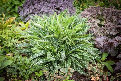 Top perennial sun plants at portland nursery and garden center. 101 Perennials that Do Well in Shade (A to Z) in 2020 ...