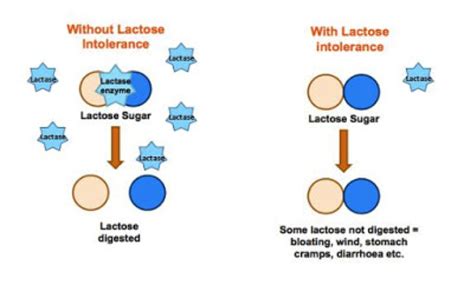 Diagram And Describe The Lactose And Lactase Reaction General Wiring
