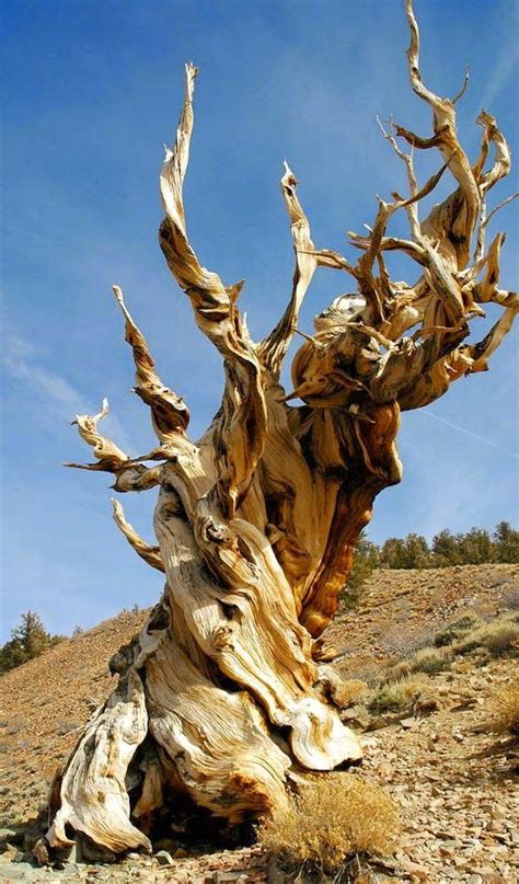 Oldest Tree Species On Earth Bristlecone Pine Old Tree