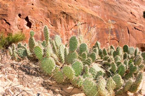 Cactus American Western Desert Landscape Stock Photo Image Of