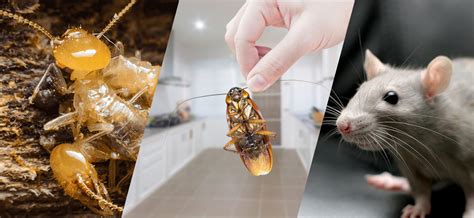 Maybe you would like to learn more about one of these? Professional Pest Control Richmond Hill | Bed Bugs Removal ...