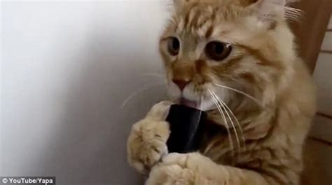 Side Splitting Video Of Playful Ginger Cat Licking Vacuum