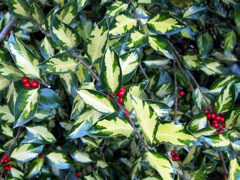 Free for commercial use no attribution required high quality images. How and When to Prune Hollies | HGTV
