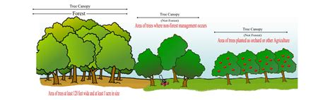 Forest Tree Data