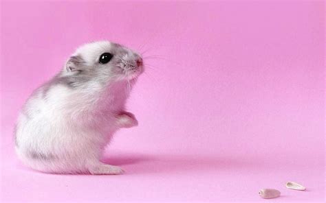 Cute Hamster Wallpaper Kolpaper Awesome Free Hd Wallpapers