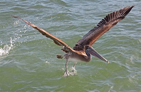Brown Pelicans Playful Dive Bombers Community Blogs