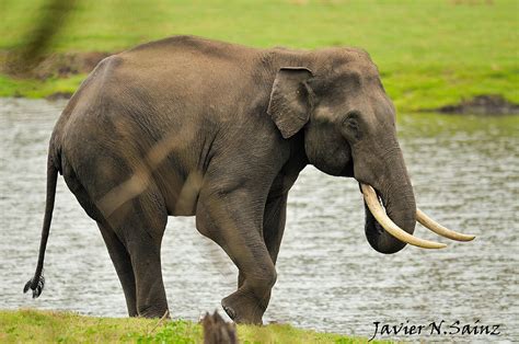 Fauna Y Fotograf A Elefante Asi Tico Elephas Maximus