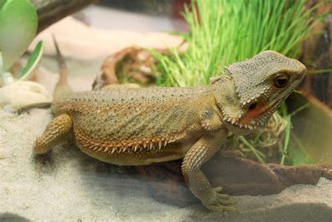 Do you find the cool look and funny behaviors of lizards appealing? 7. Reptiles - 7 Easy Pets to Take Care Of