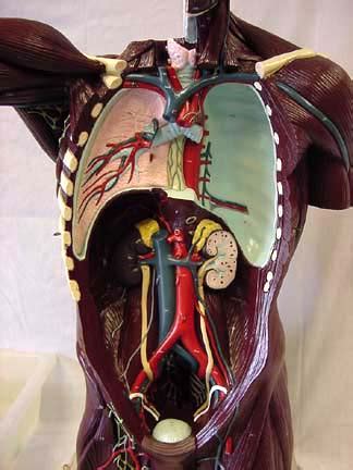 Human anatomy anatomical mode torso body model human body organs skeleton anatomy posters manikins body toy medical supplies. TORSOS