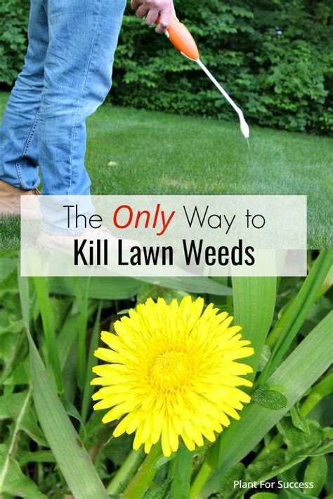 How To Kill Lawn Weeds Artofit