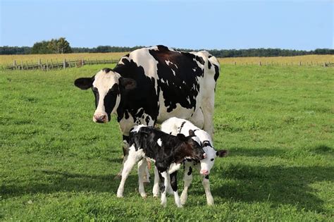 Is Milk Vegan? - VeganFriendly.org.uk